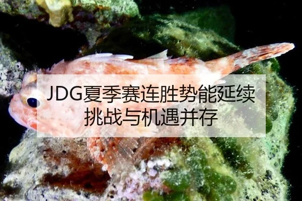JDG夏季赛连胜势能延续 挑战与机遇并存